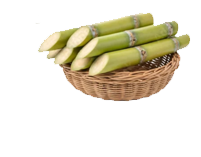 sugercanerightleattop