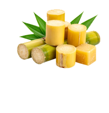 sugerleaf12png