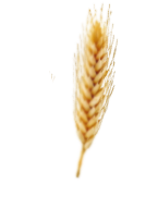 wheatblured
