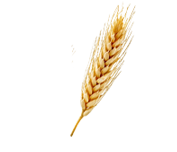 wheatleft1