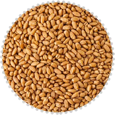 khapli grains