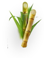 sugercane