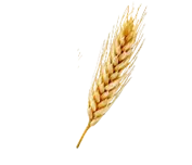 wheat