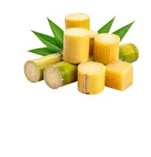 sugerleaf12png